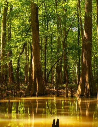 Congaree National Park