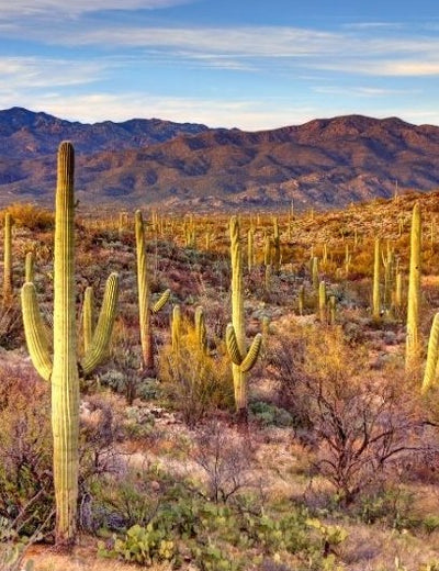 Saguaro National Park